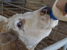 simental inek simental inek