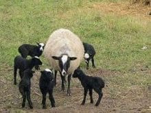 romanov koyunu_1.jpg romanov koyunu_1.jpg