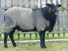 romanov koyunu_3.jpg romanov koyunu_3.jpg