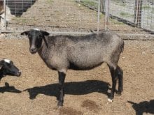 romanov koyunu_5.jpg romanov koyunu_5.jpg