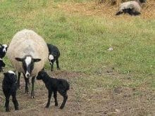 romanov koyunu_6.jpg romanov koyunu_6.jpg