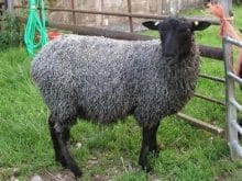 romanov koyunu_7.jpg romanov koyunu_7.jpg