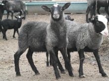 romanov koyunu_8.jpg romanov koyunu_8.jpg