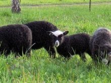 romanov koyunu_9.jpg romanov koyunu_9.jpg