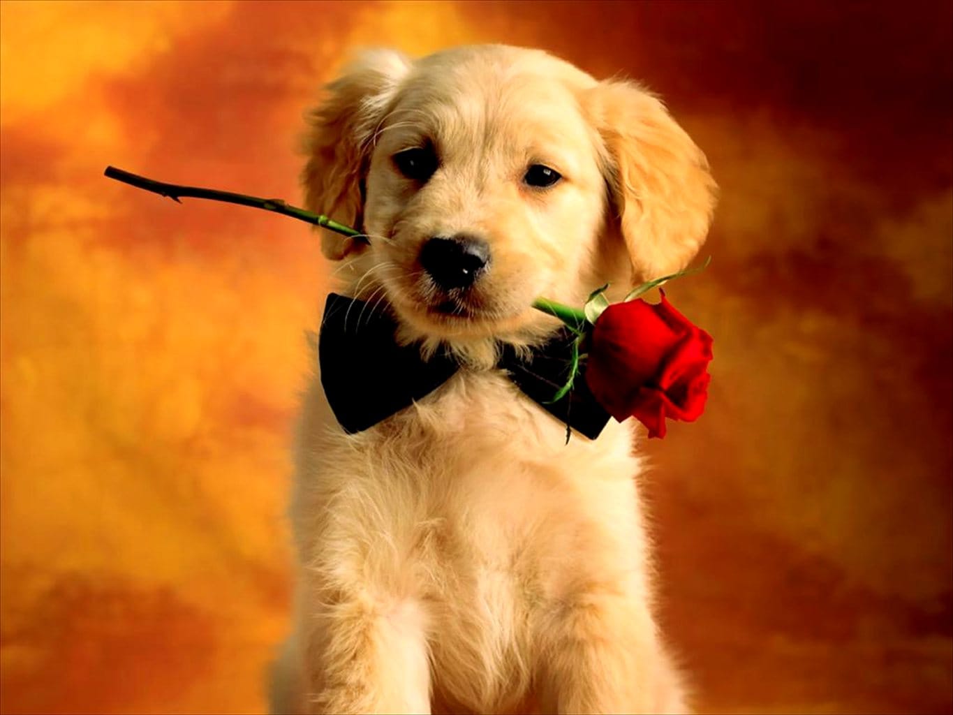 Romantik köpek Romantik köpek