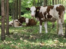 simental inek simental inek