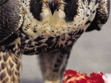 sahin1.jpg sahin1.jpg