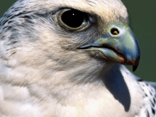 Saldırgan Kuş resimleri