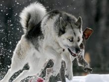 Sibirya Kurtları resimleri Sibirya Kurtları resimleri