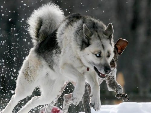 Sibirya Kurtları resimleri Sibirya Kurtları resimleri