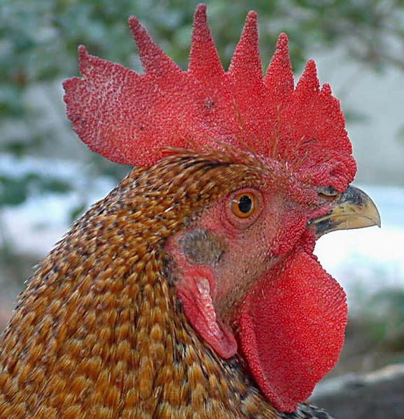 Horoz resmi Horoz resmi