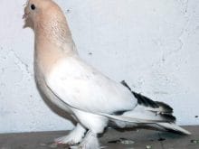 sandikli guvercininin tanitimi icin derneklesme calismalari IHA 20110316AY400136 01 sandikli guvercininin tanitimi icin derneklesme calismalari IHA 20110316AY400136 01