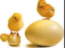 Sarı civcivler Sarı civcivler