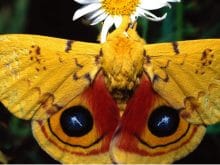 Sarı kelebek resmi Sarı kelebek resmi