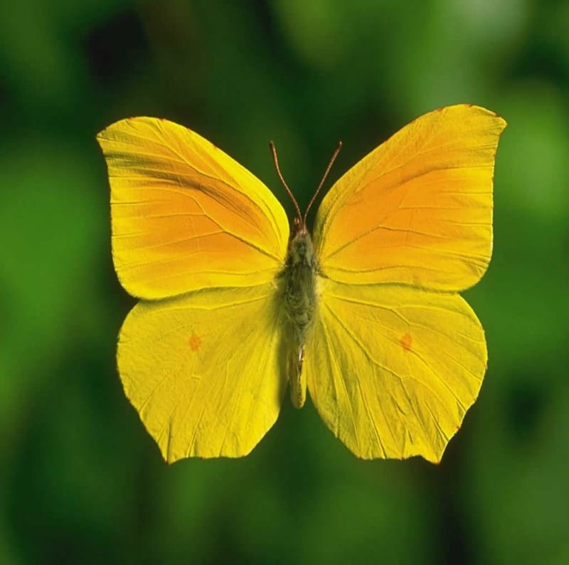 Sarı Kelebek ve Orkide Arasındaki Ortaklık Sarı Kelebek ve Orkide Arasındaki Ortaklık