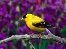 Sarı kuş resmi Sarı kuş resmi