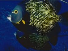 Sarı sıyah balık resmi Sarı sıyah balık resmi