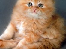 Şaşkın kedi resmi