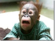 Şaşkın maymun resmi Şaşkın maymun resmi