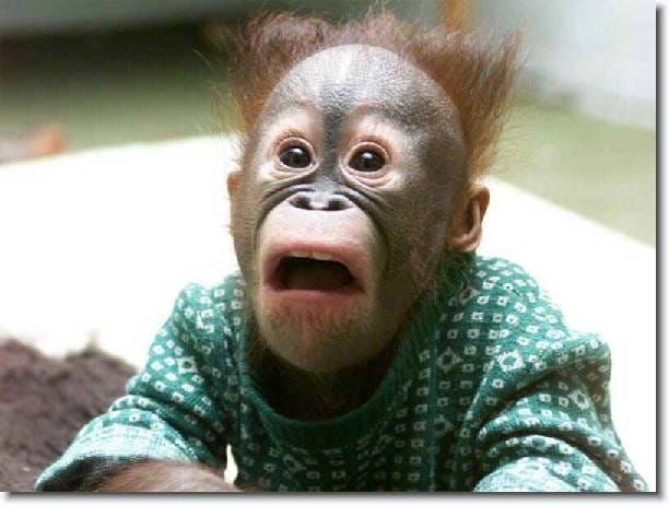 Şaşkın maymun resmi