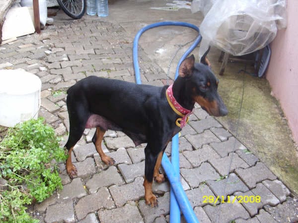 Yavru doberman Yavru doberman