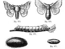 seidenspinnerdrawinger8 seidenspinnerdrawinger8