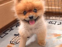 şeker köpek şeker köpek