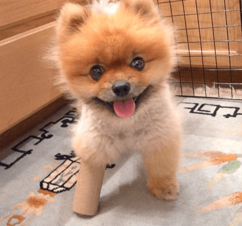 şeker köpek şeker köpek