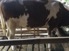 simental inek simental inek