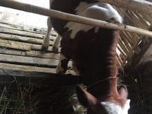 simental inek simental inek