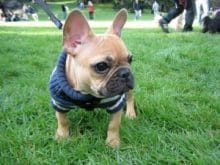 sevimli buldog yavrusu french bulldog puppy 300x225 sevimli buldog yavrusu french bulldog puppy 300x225