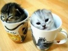 sevimli kedi resimleri