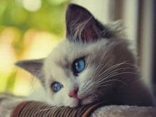 sevimli kedi resimleri_3.jpg