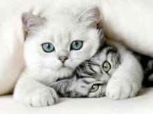 sevimli kedi resimleri_4.jpg