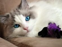 sevimli kedi resimleri_5.jpg