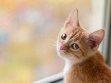 sevimli kedi resimleri_8.jpg