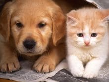 sevimli köpek resimleri_4.jpg sevimli köpek resimleri_4.jpg