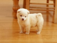 sevimli köpek resimleri_6.jpg sevimli köpek resimleri_6.jpg