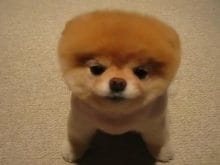 sevimli köpek resimleri_7.jpg sevimli köpek resimleri_7.jpg