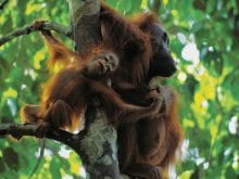 Sevimli maymunlar Sevimli maymunlar