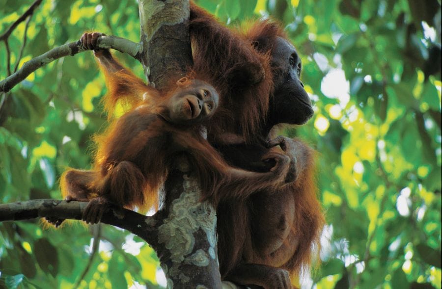 Sevimli maymunlar Sevimli maymunlar