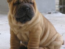 shar_pei shar_pei