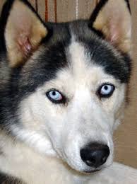 Sibirya kurdu resimleri Sibirya kurdu resimleri