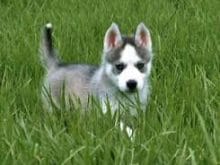 siberian husky 0372.jpg siberian husky 0372.jpg