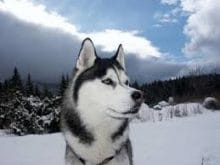 siberian husky.jpg siberian husky.jpg