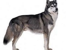 siberian_husky.jpg siberian_husky.jpg