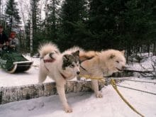 Sibirya Kurtları Sibirya Kurtları