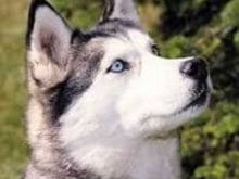 sibirya_husky.jpg sibirya_husky.jpg