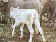 BUZAĞILARIN BAKIMI VE BESLENMESİ hakkında bilgiler BUZAĞILARIN BAKIMI VE BESLENMESİ hakkında bilgiler