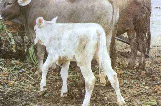 BUZAĞILARIN BAKIMI VE BESLENMESİ hakkında bilgiler